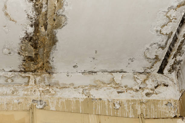 Environmental Consulting for Mold Prevention in Security Widefield, CO